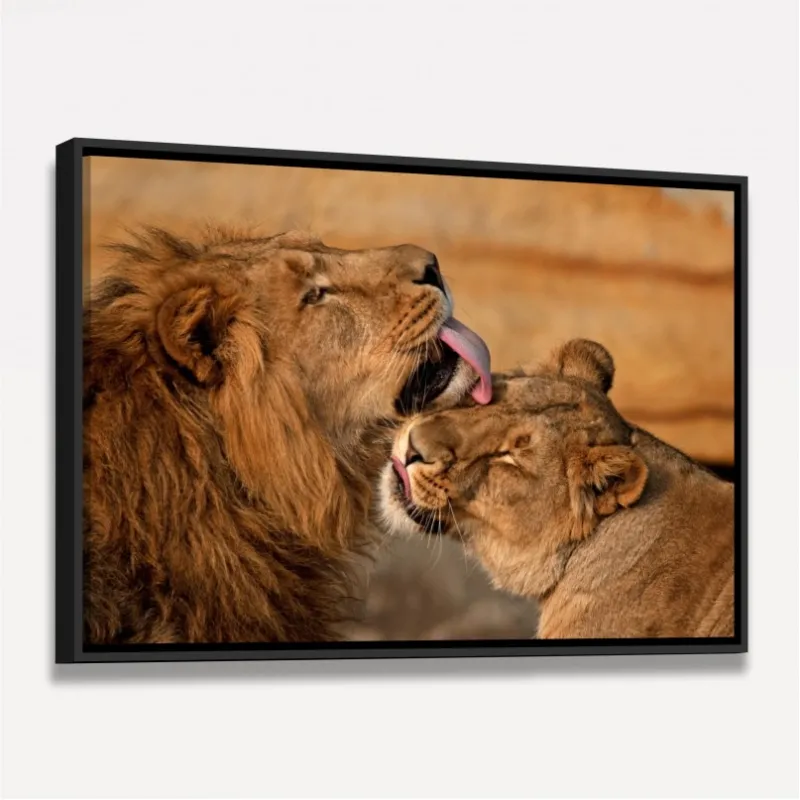 Quadro Casal de Leões Carinho e Amor