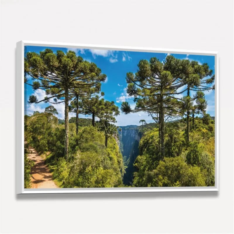 Quadro Paisagem Árvores de Araucárias