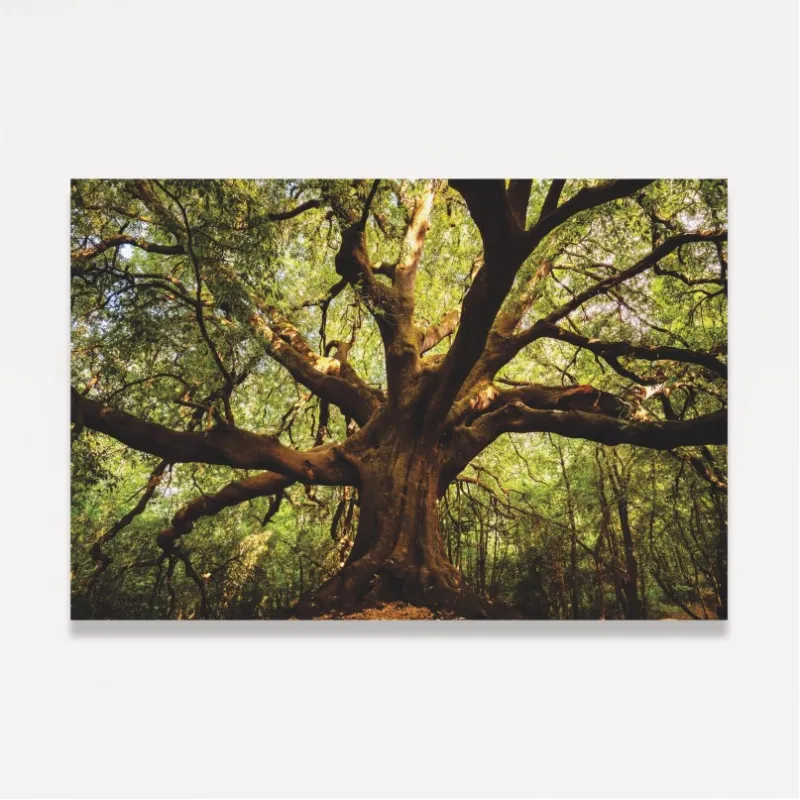 Quadro Árvore Parque  Ilice del Carrinu - Itália