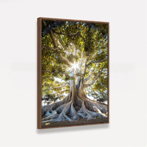 Quadro Luz do Sol sobre Árvore Oliveira Grandes Raízes
